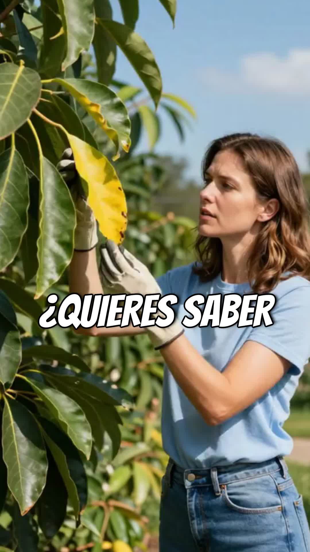 @tour del aguacate