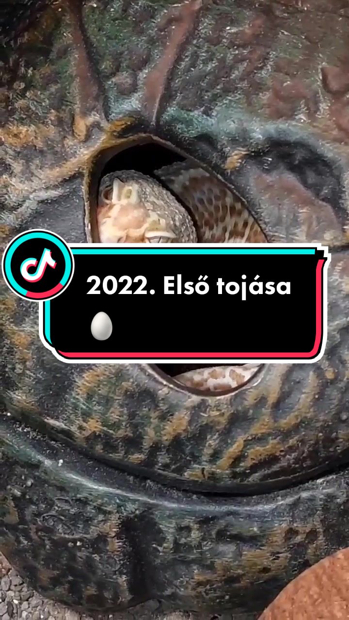 @Milu a Gekk&oacute;s 🦎