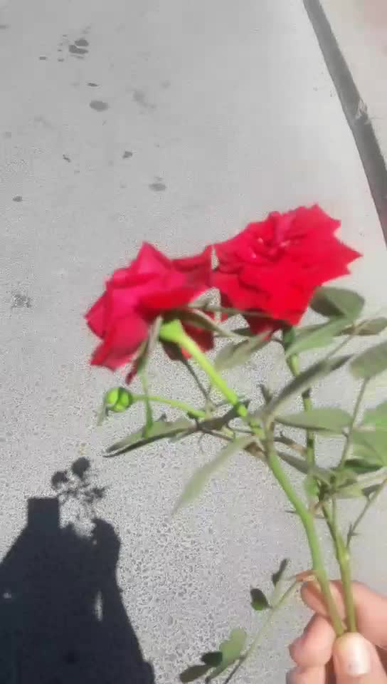 @Damla B&uuml;lb&uuml;l