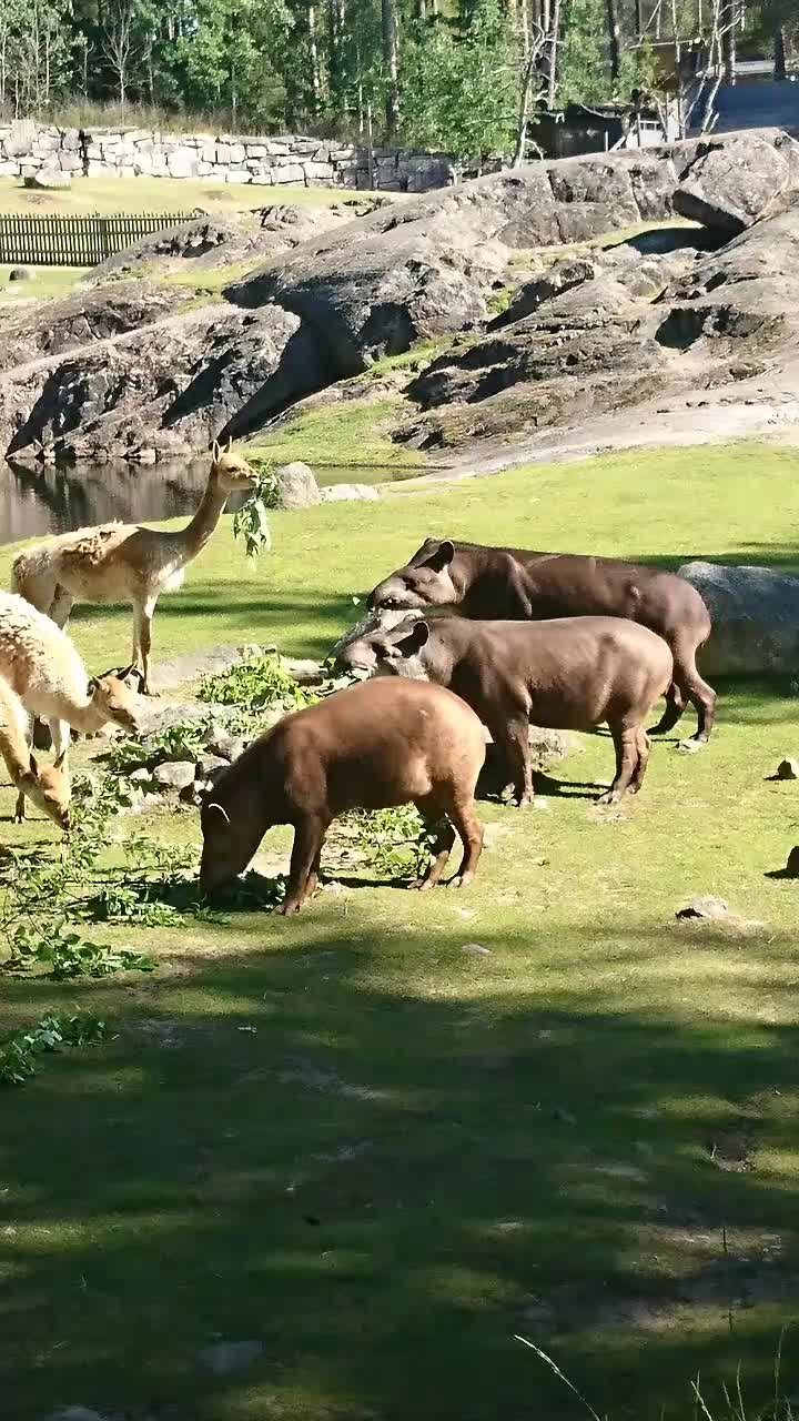 @rare_nej2