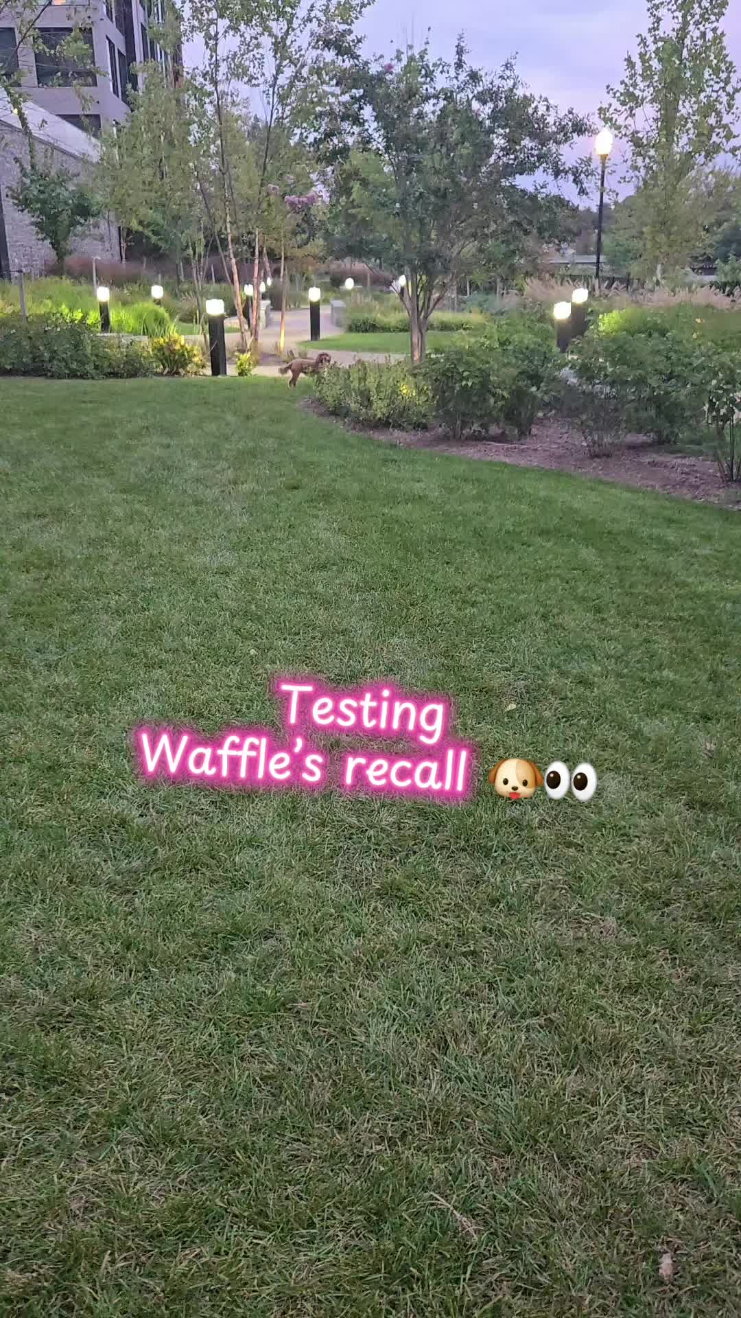 @Waffle | Pet Creator + UGC