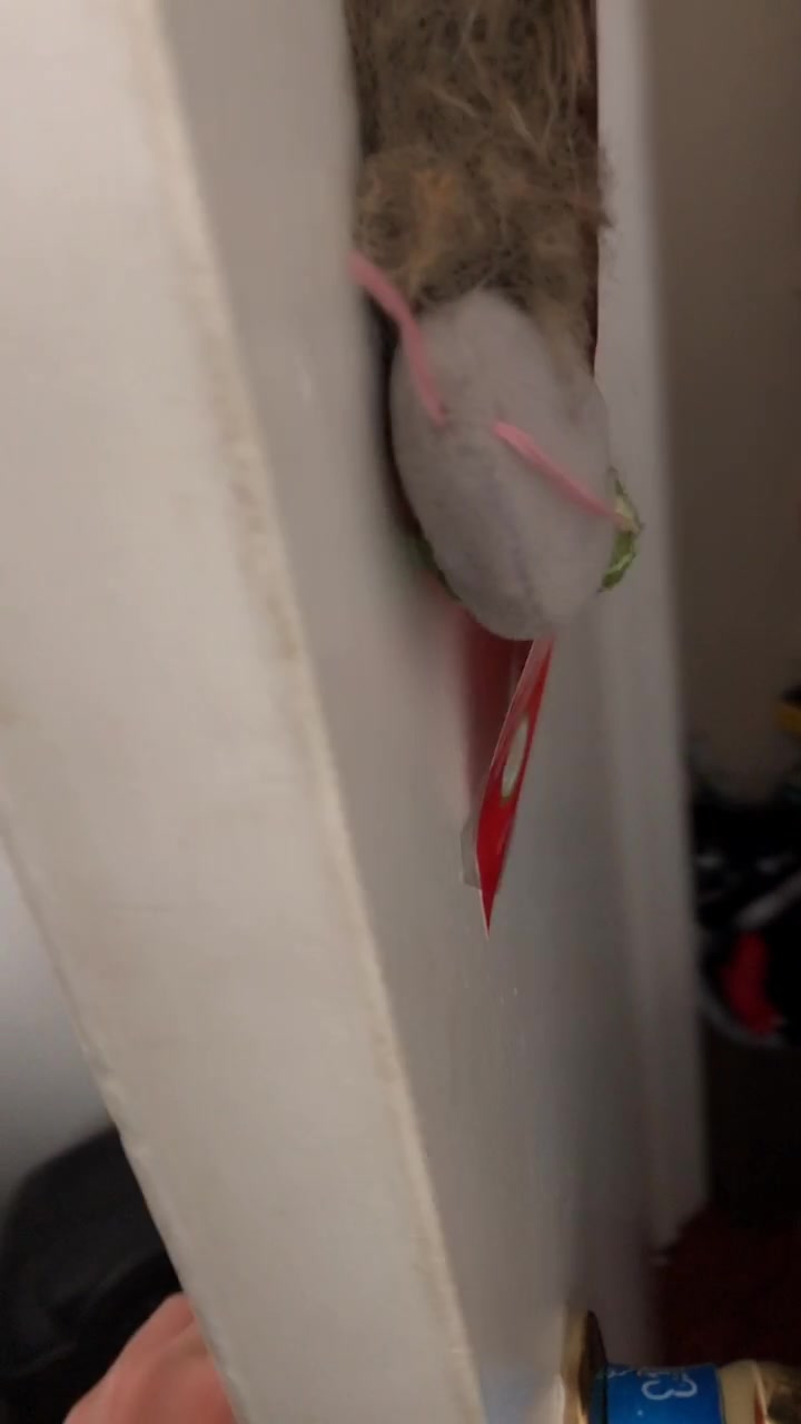 @cuddlyanimals1022