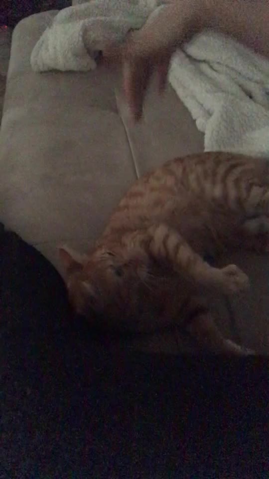 @Kedidir kedi♥️