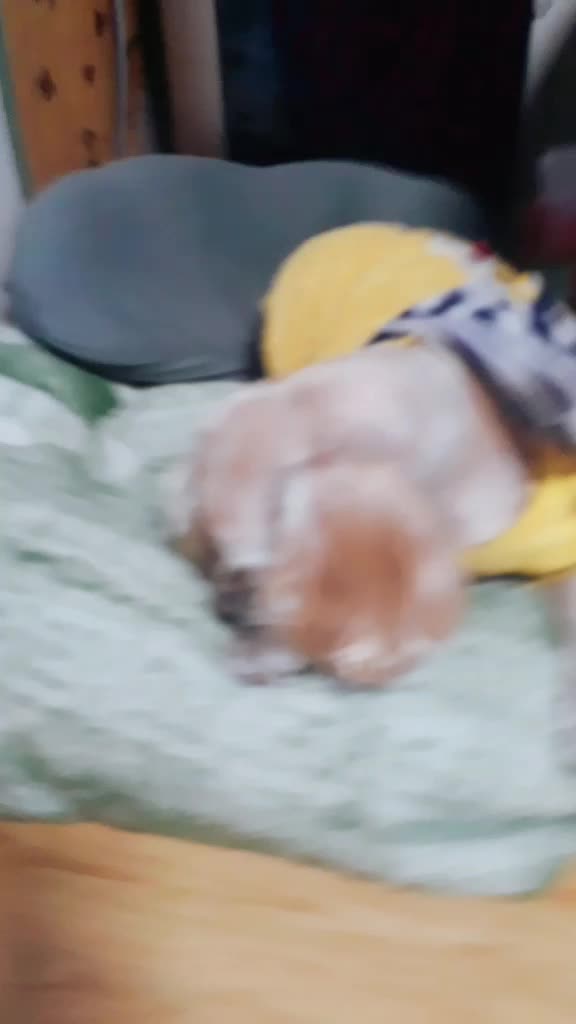 @좀비고 예링찌
