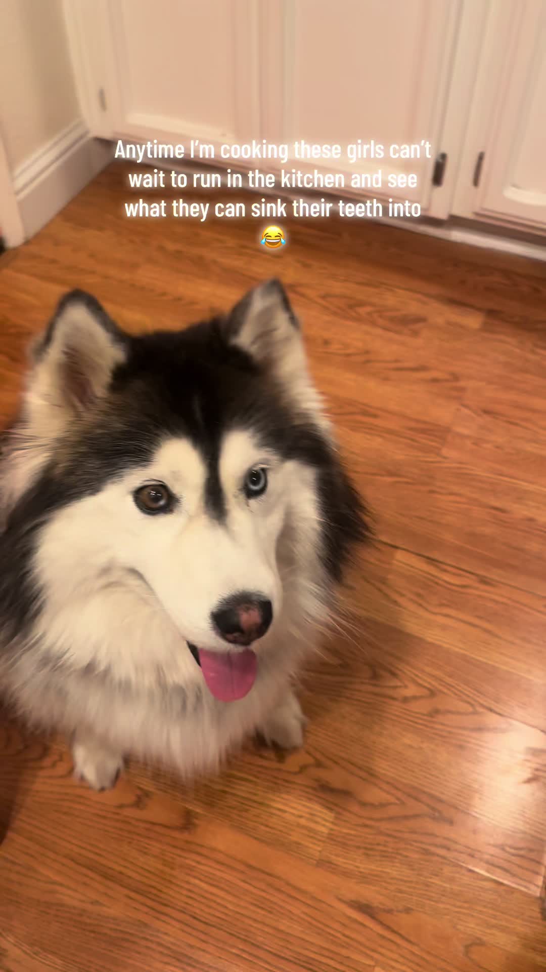@Shasta & Aspen - Husky Sisters