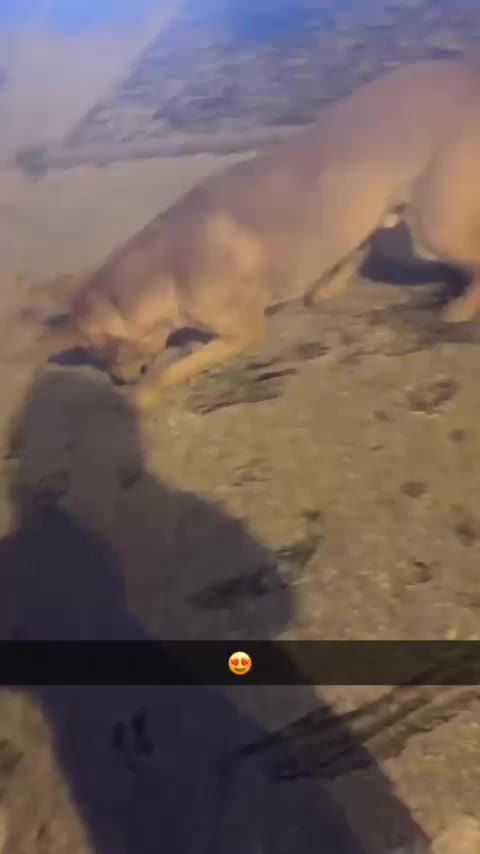 @sophie.capp