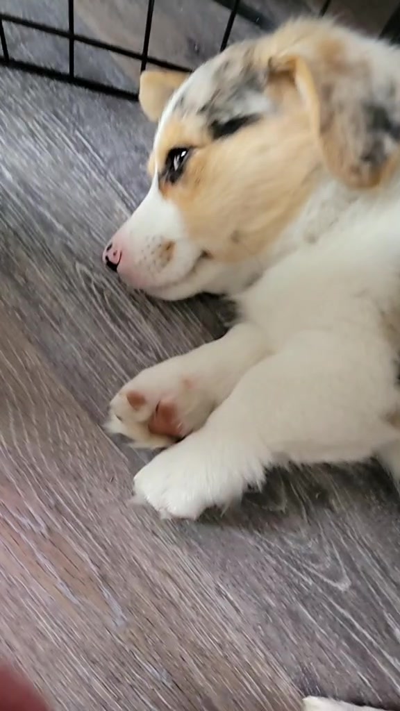 @Pupsker