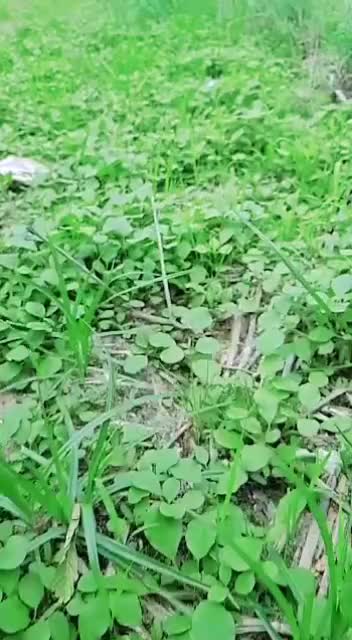 @Sandhyachandra