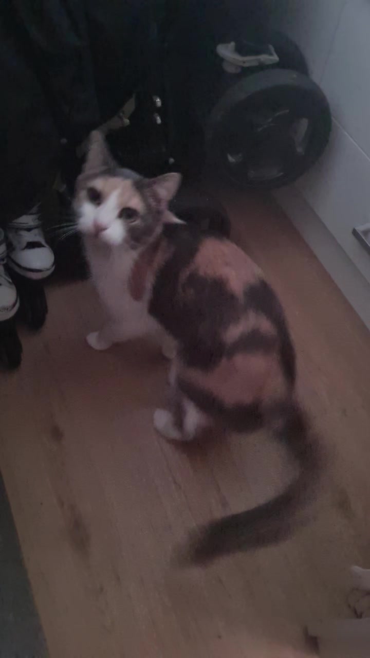@5KidCat