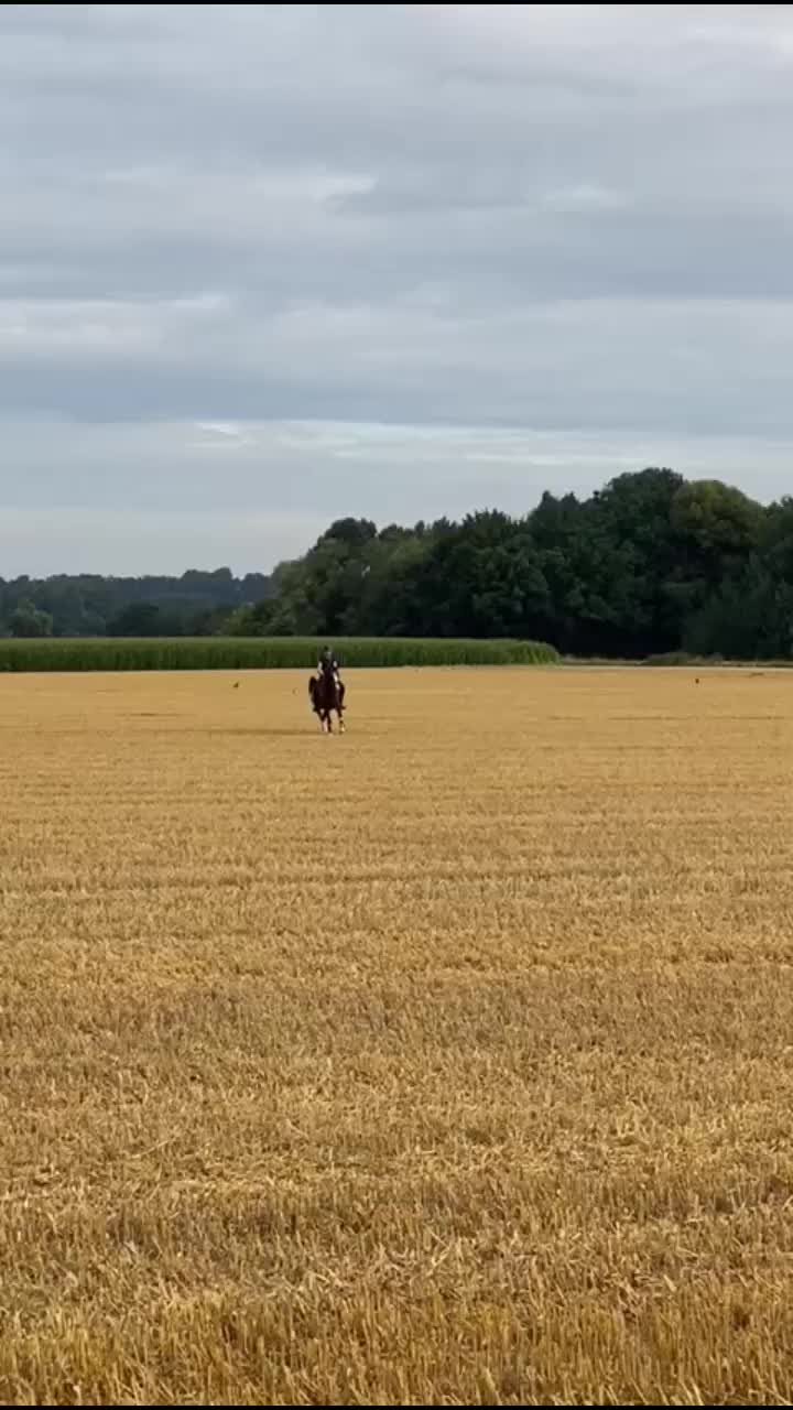 @Dressurpony🐴
