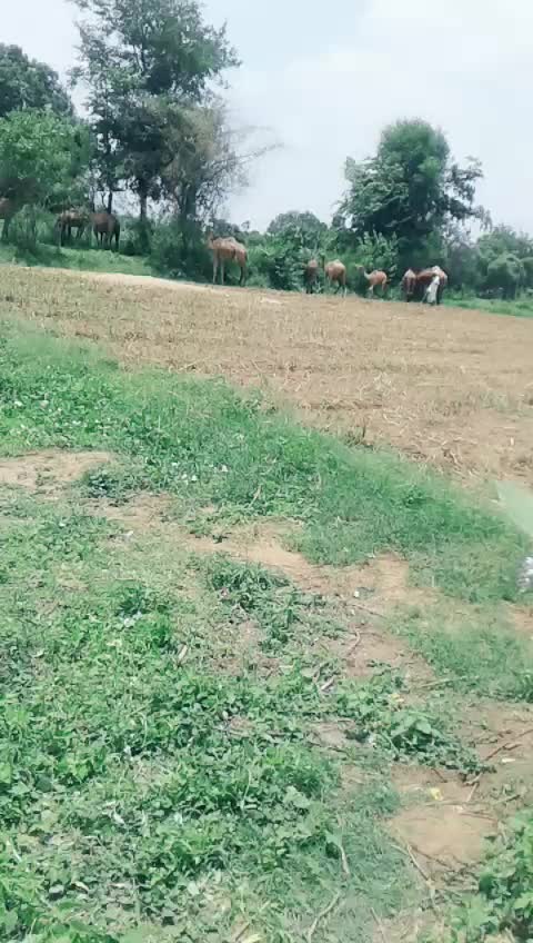 @Rutvik Desai