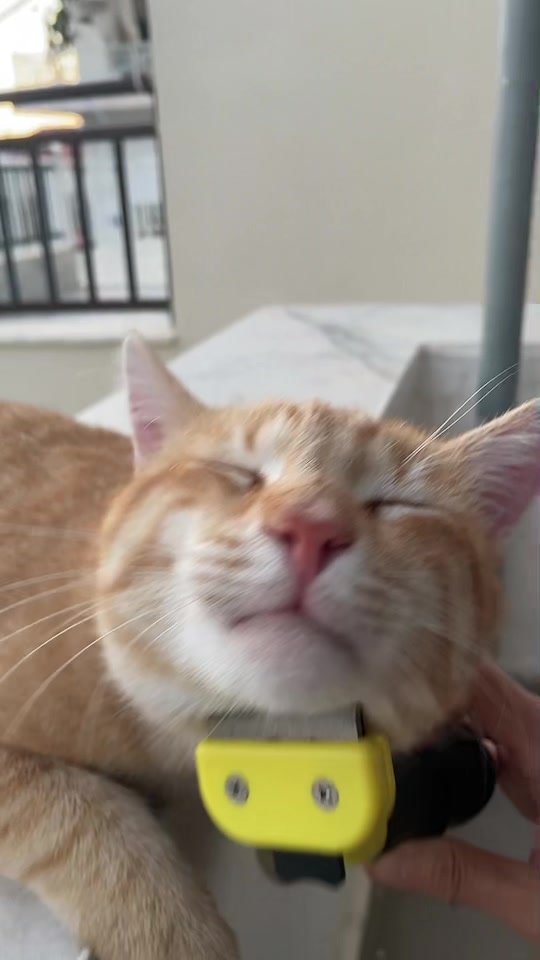 @CuteCat