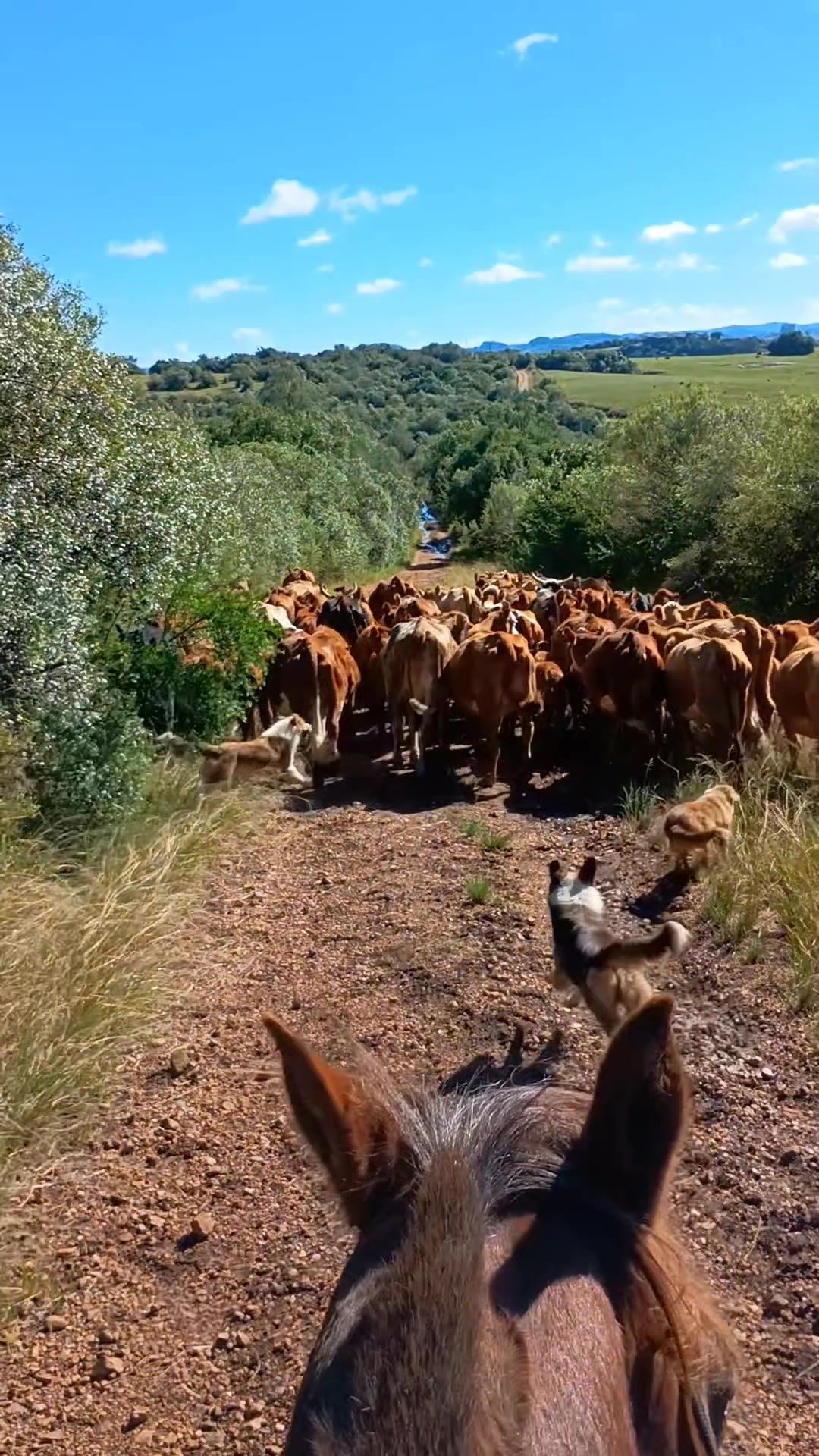 @Ga&uacute;cha