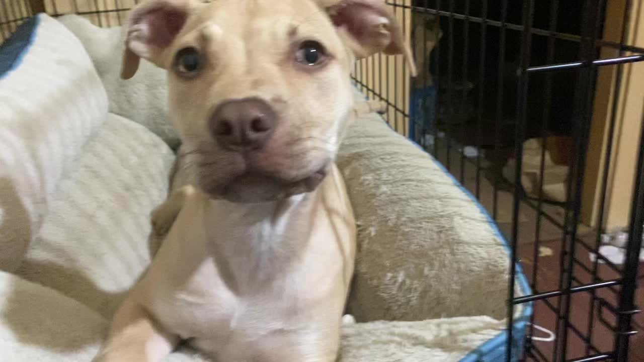@davincitheamericanpitbull