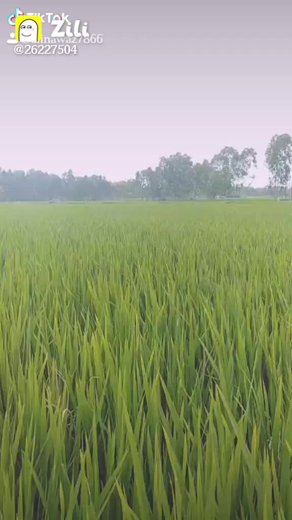 @alinawaz 7866