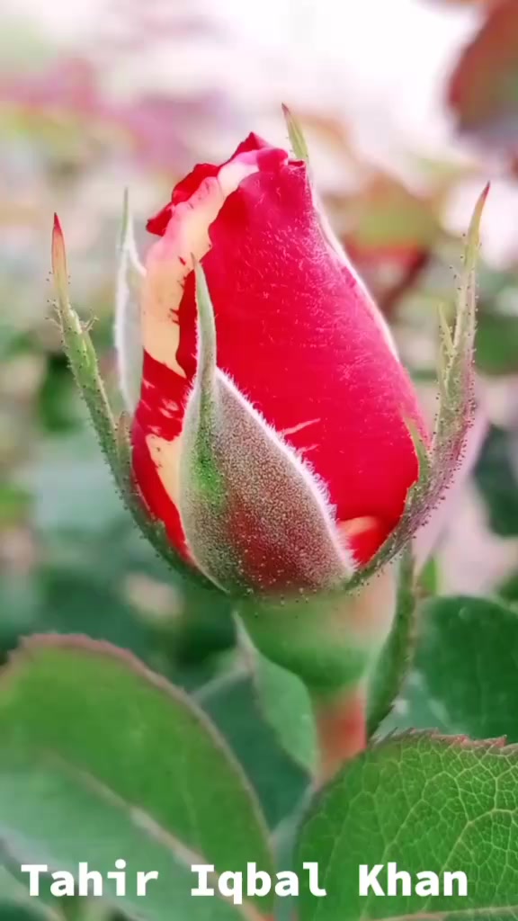 @💞Only_Flowers💞