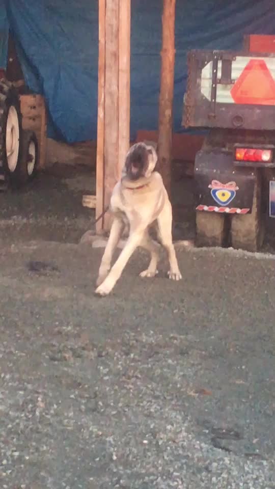 @Gökçe Köse👍