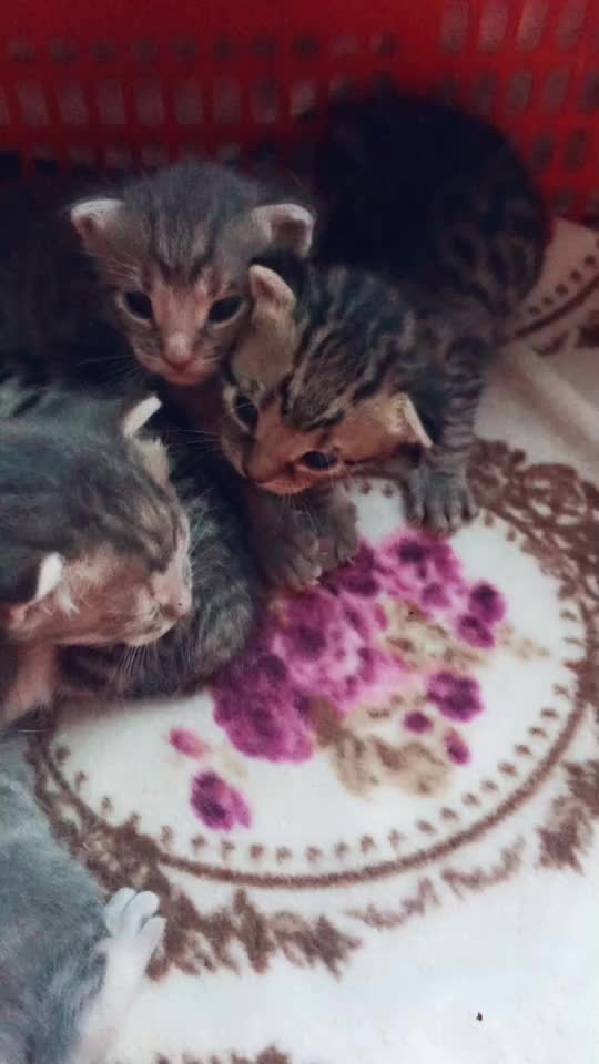 @Damla Çelik