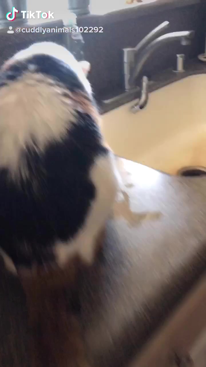 @cuddlyanimals1022