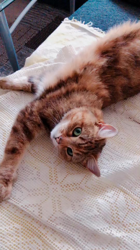 @Kitty02 🐈 🇳🇴