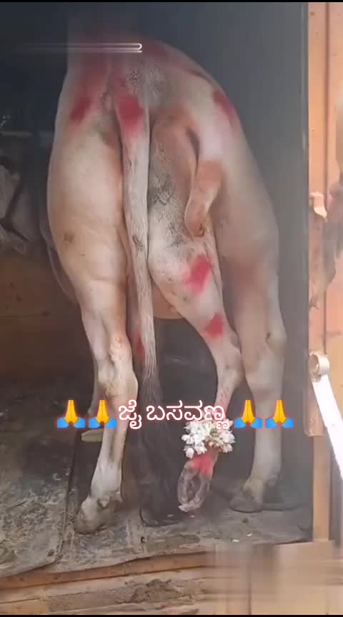 @🐂Sachin8453847757🐂