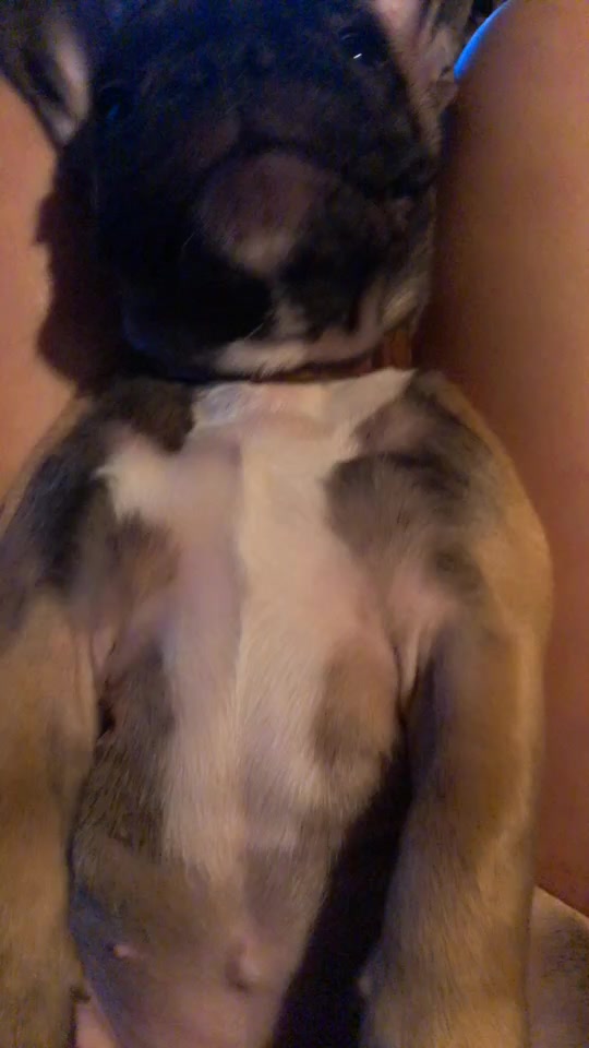 @Frenchbulldog_Zora