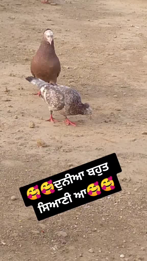 @Goldy1322