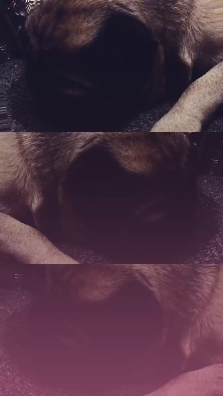 @MR PUG