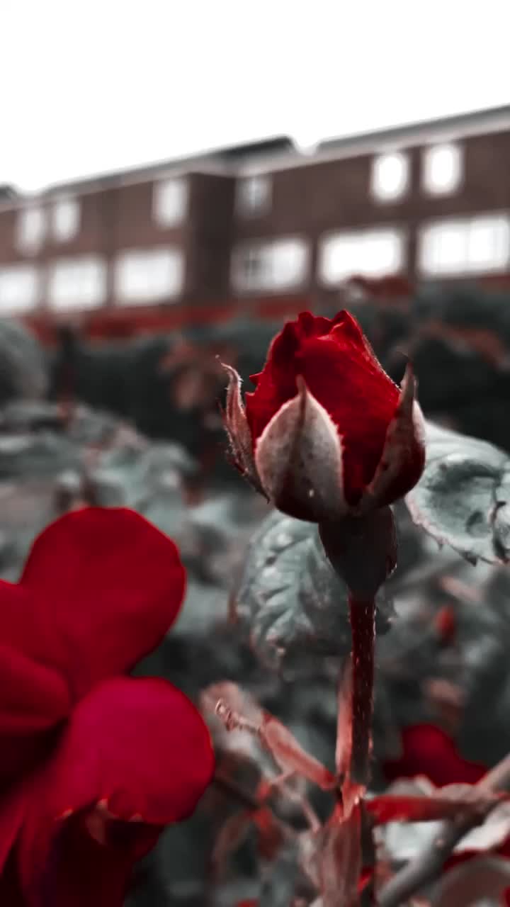 @aafreen.affi786