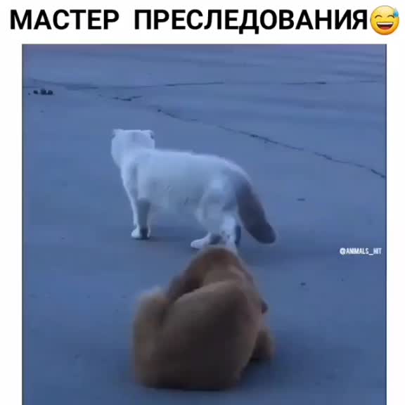 @i-mishchuk