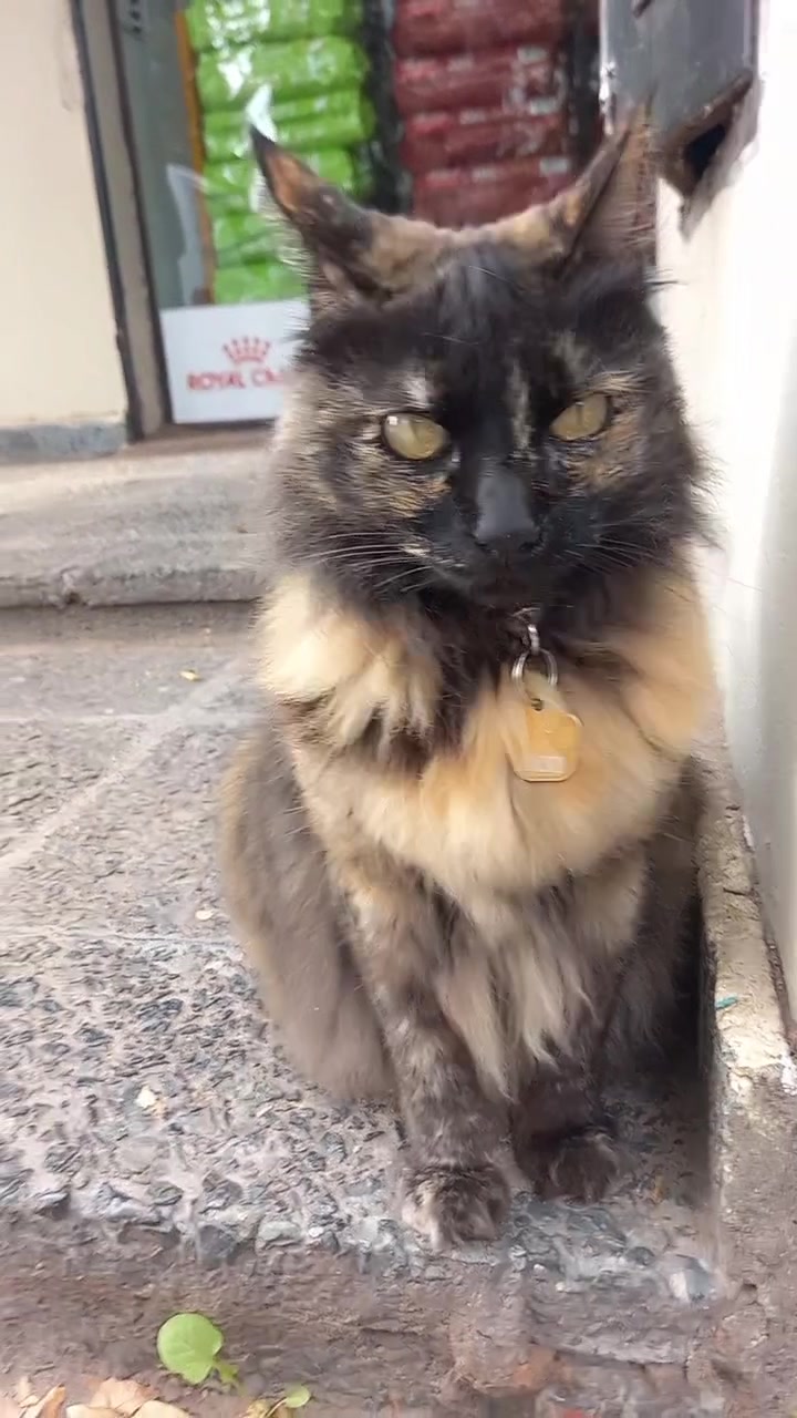@Animales reales