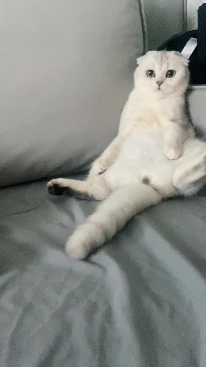 @swetlana_kittycat