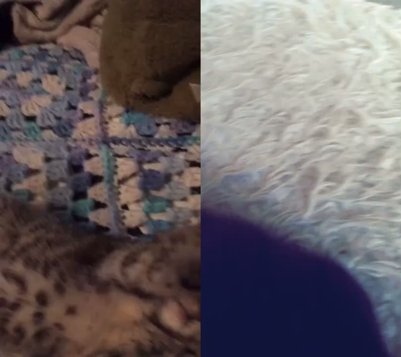 @Tuckerpuppy