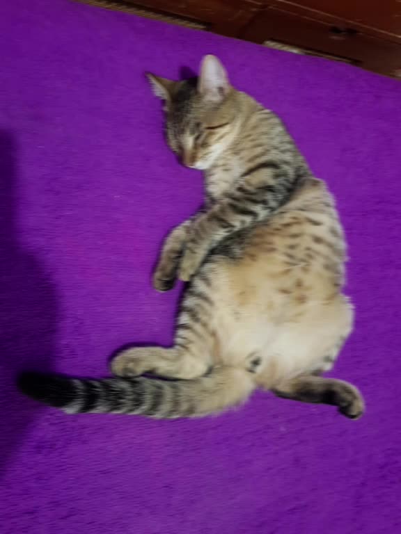 @&hearts;️Priss_Miau_lalocadelosgatos