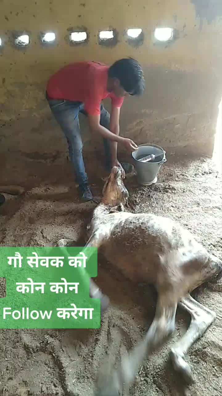 @sainiajeet390