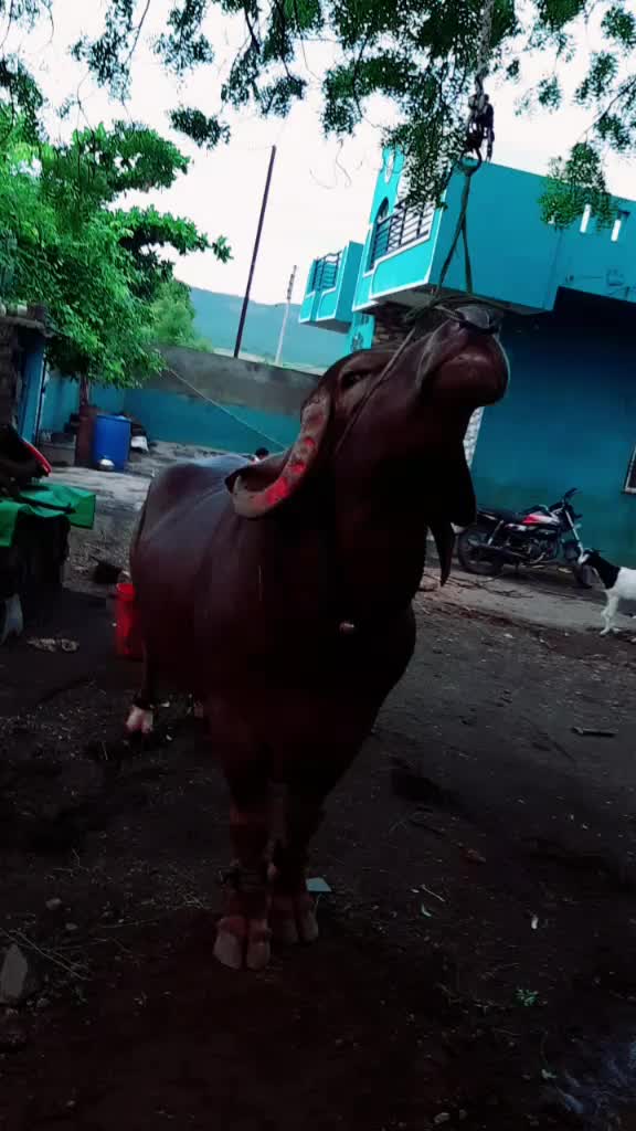 @Mukarm Khan