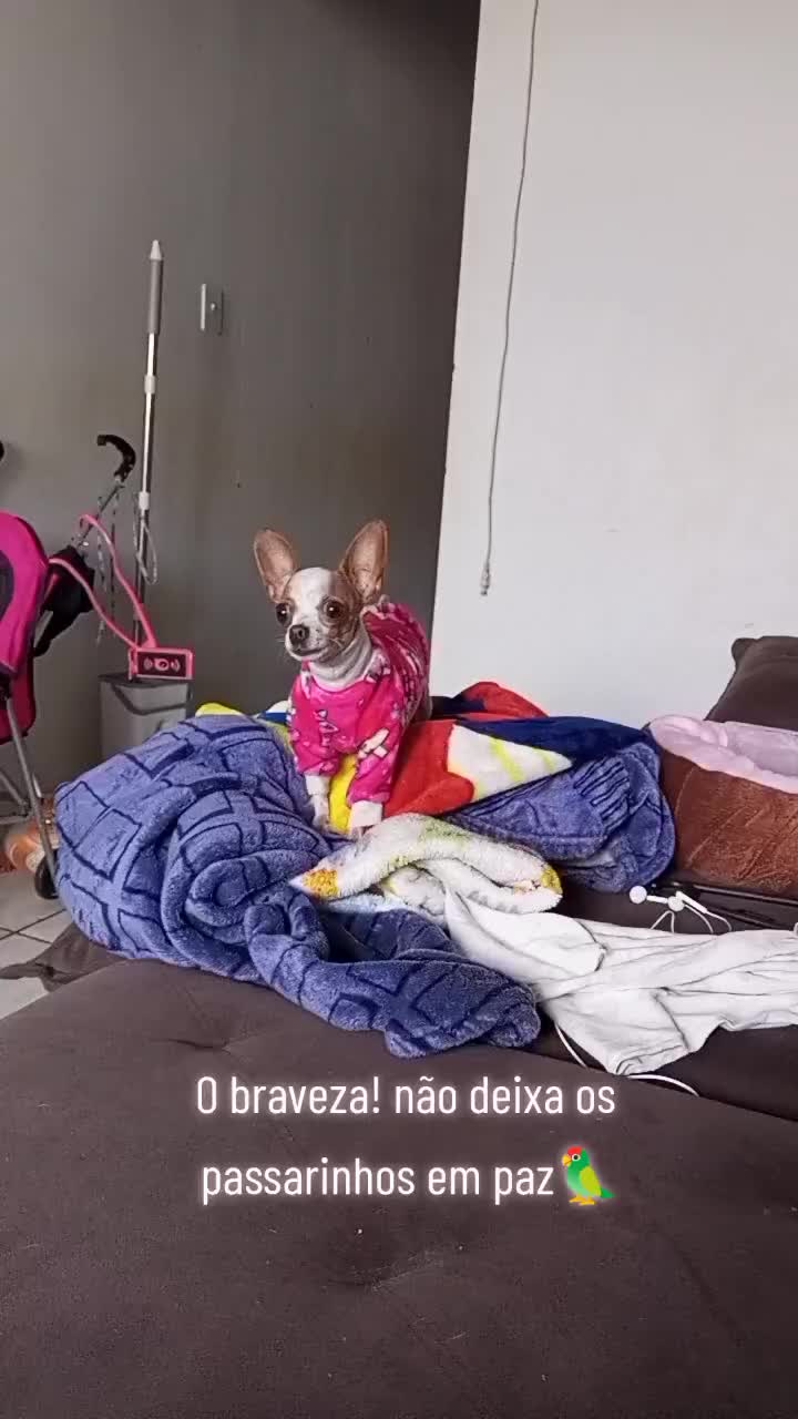 @Lilizinha🐶