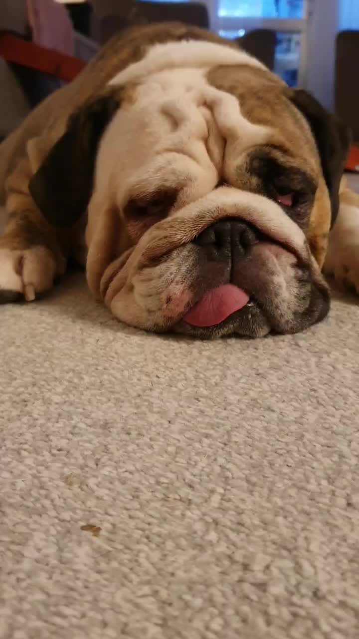 @bulldogCoco