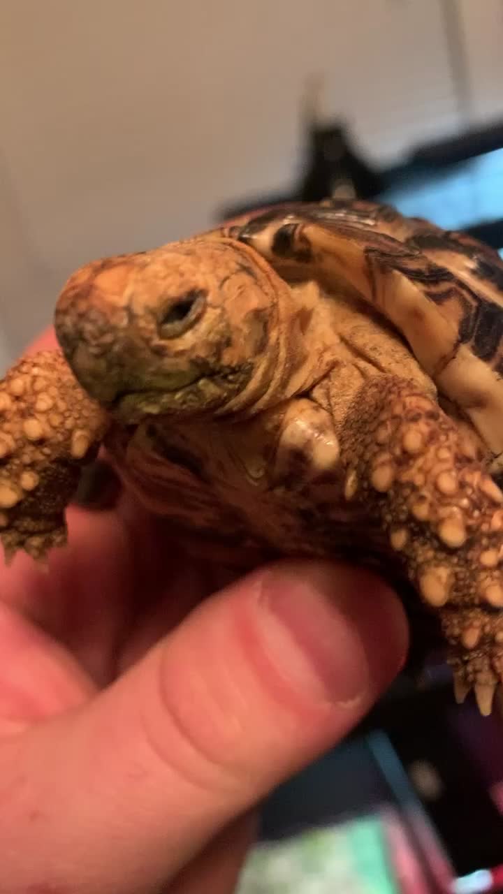@Reptile Edu-tainment