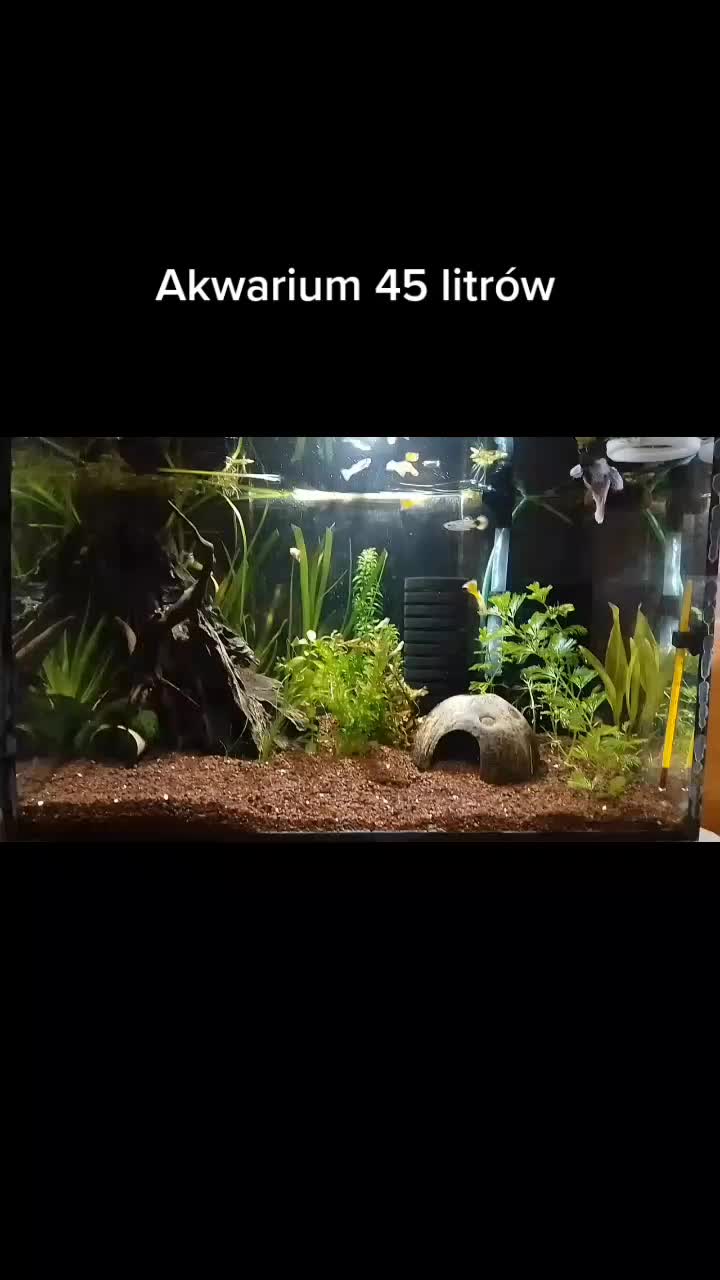 @🐟Mój wodny świat🐟