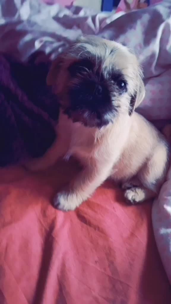 @NachoAndFriends