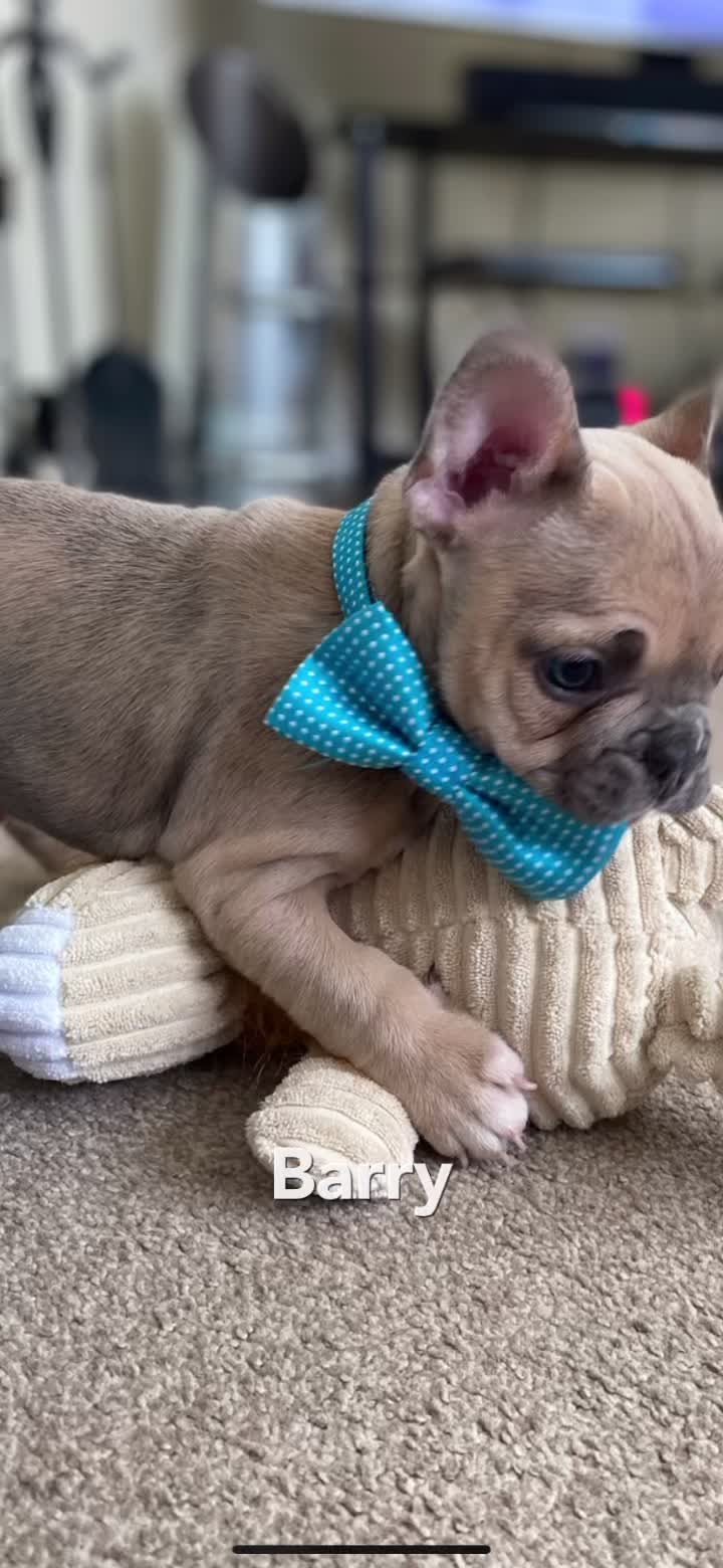 @BarryTheFrenchie
