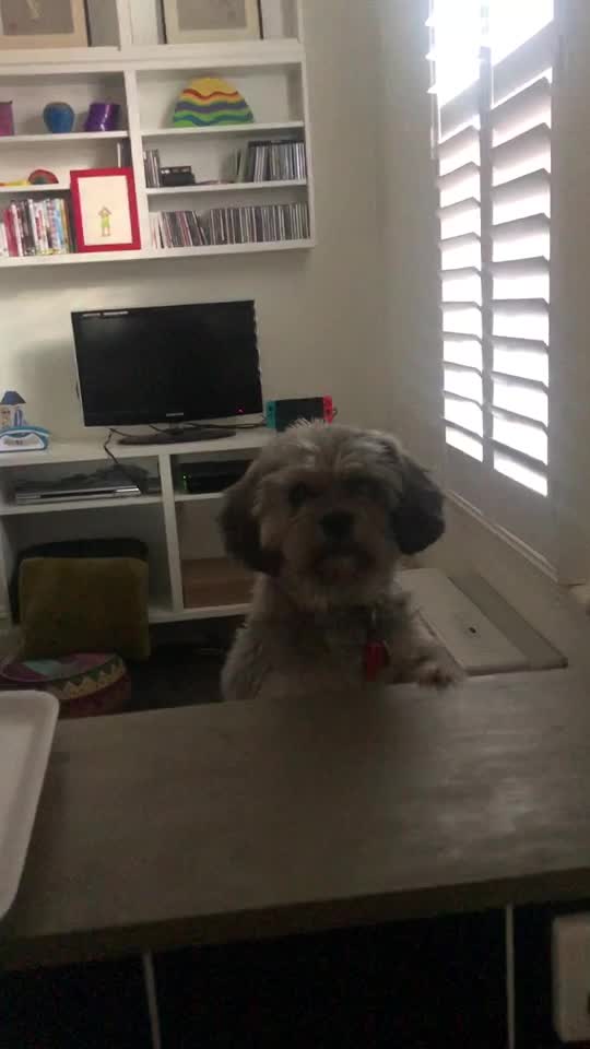 @Doggogirl