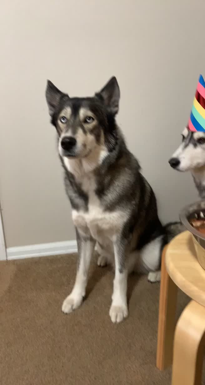 @coloradohuskies