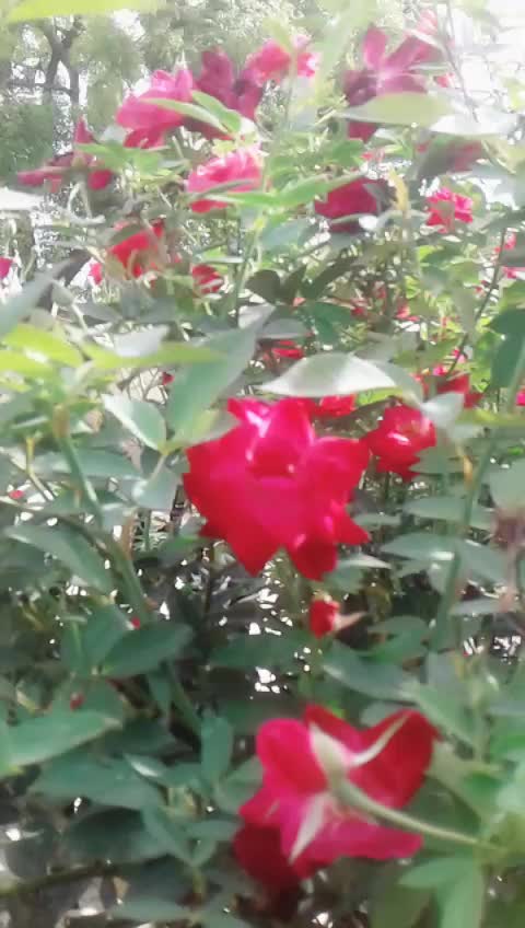 @Maheshcheerla123