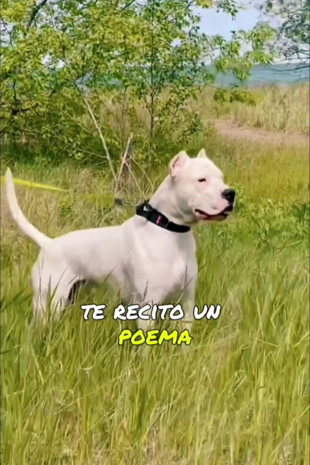 @Razas Caninas