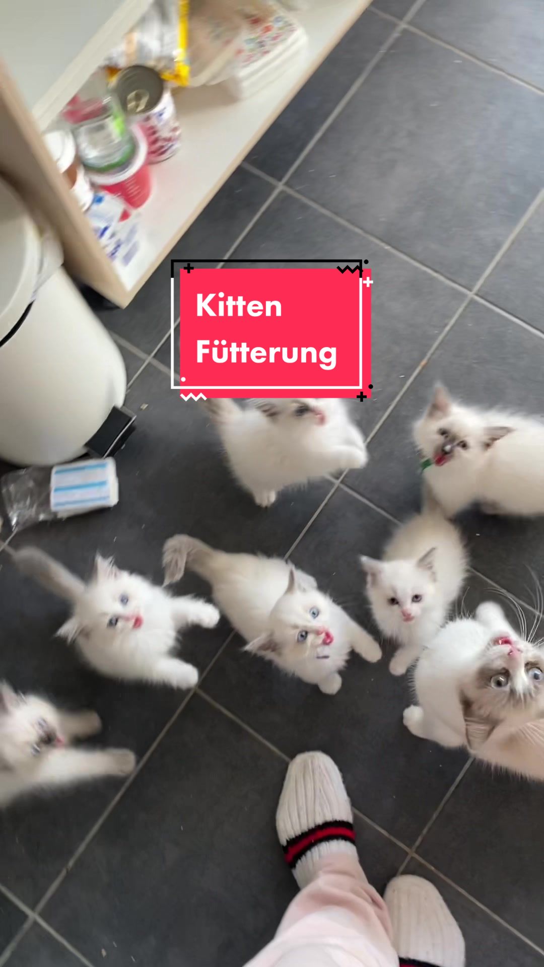 @Ragdoll Kittys🌈🧡🐾