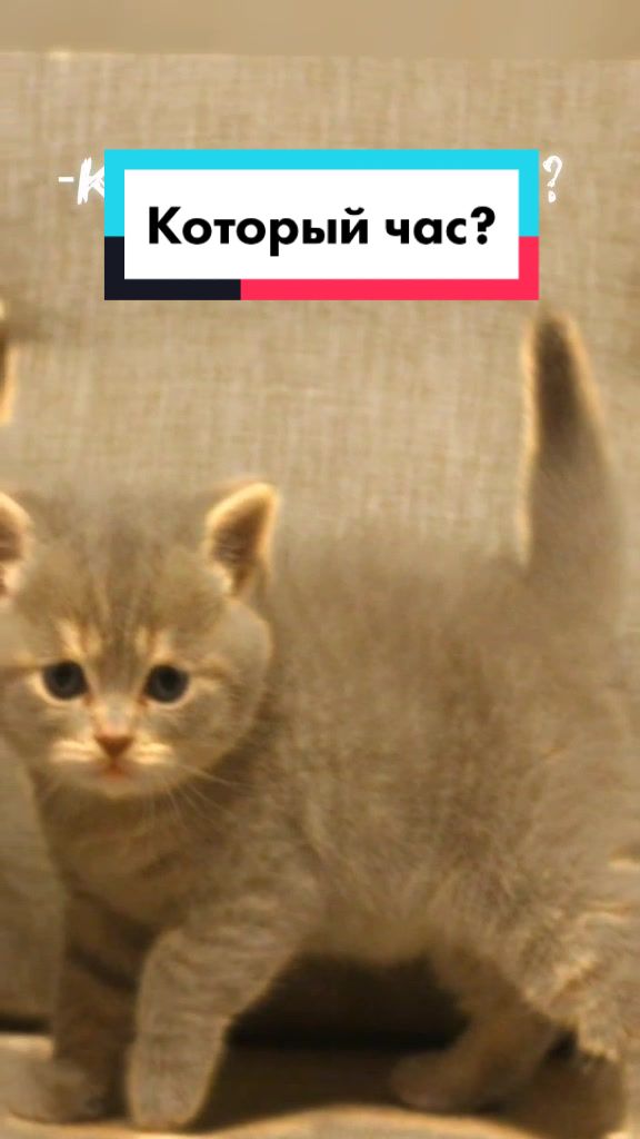 @꧁ꕥ𖠌😻𝓛𝓮𝓿&𝓔𝓶𝓶𝓪𓃠✪ꕥ꧂