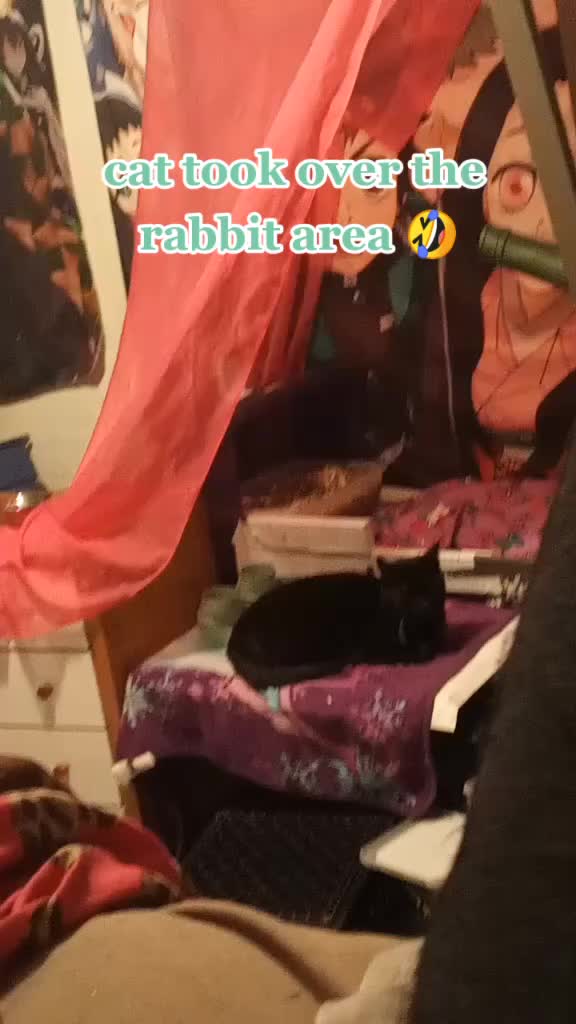 @Bunny lux 🐇🐰