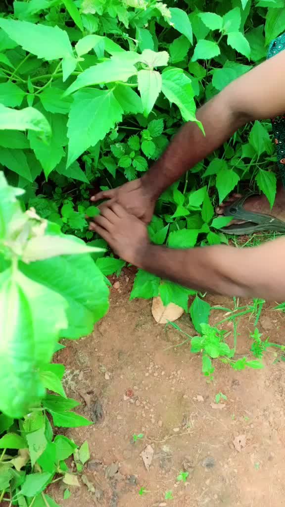 @Suraj T